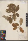 Foto von Salix caprea L.